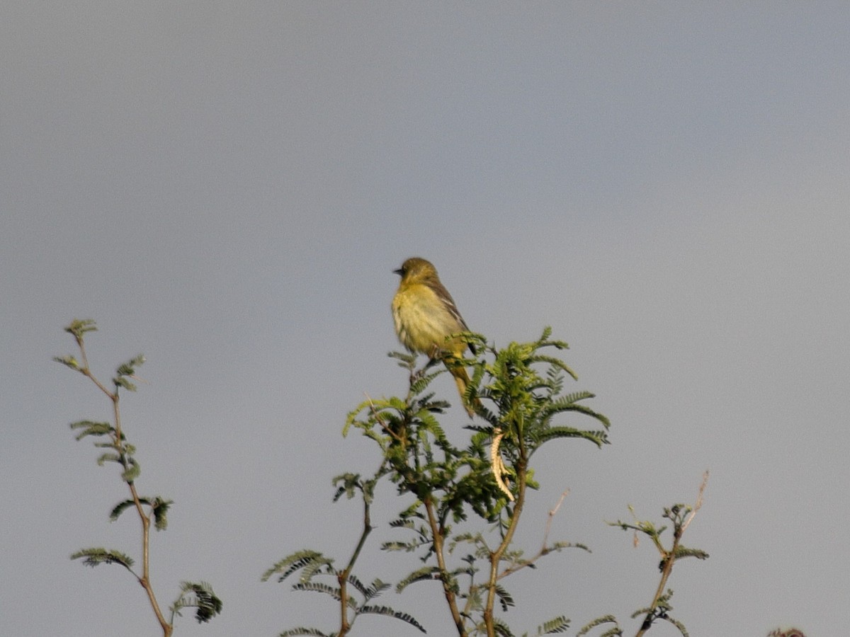 Black-backed Oriole - ML623813512