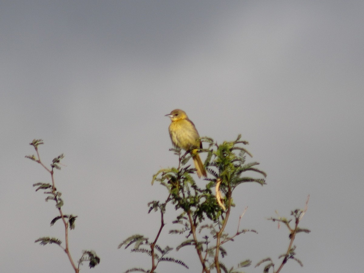 Black-backed Oriole - ML623813513