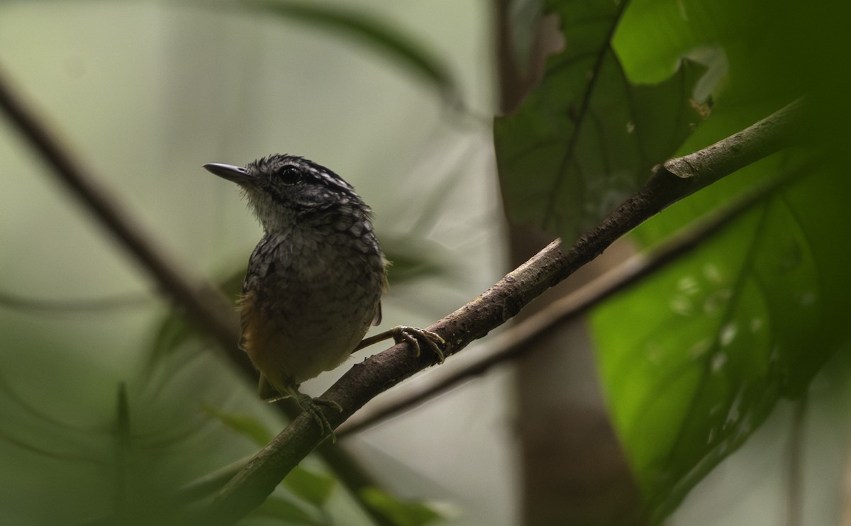 Manicore Warbling-Antbird - ML623813589