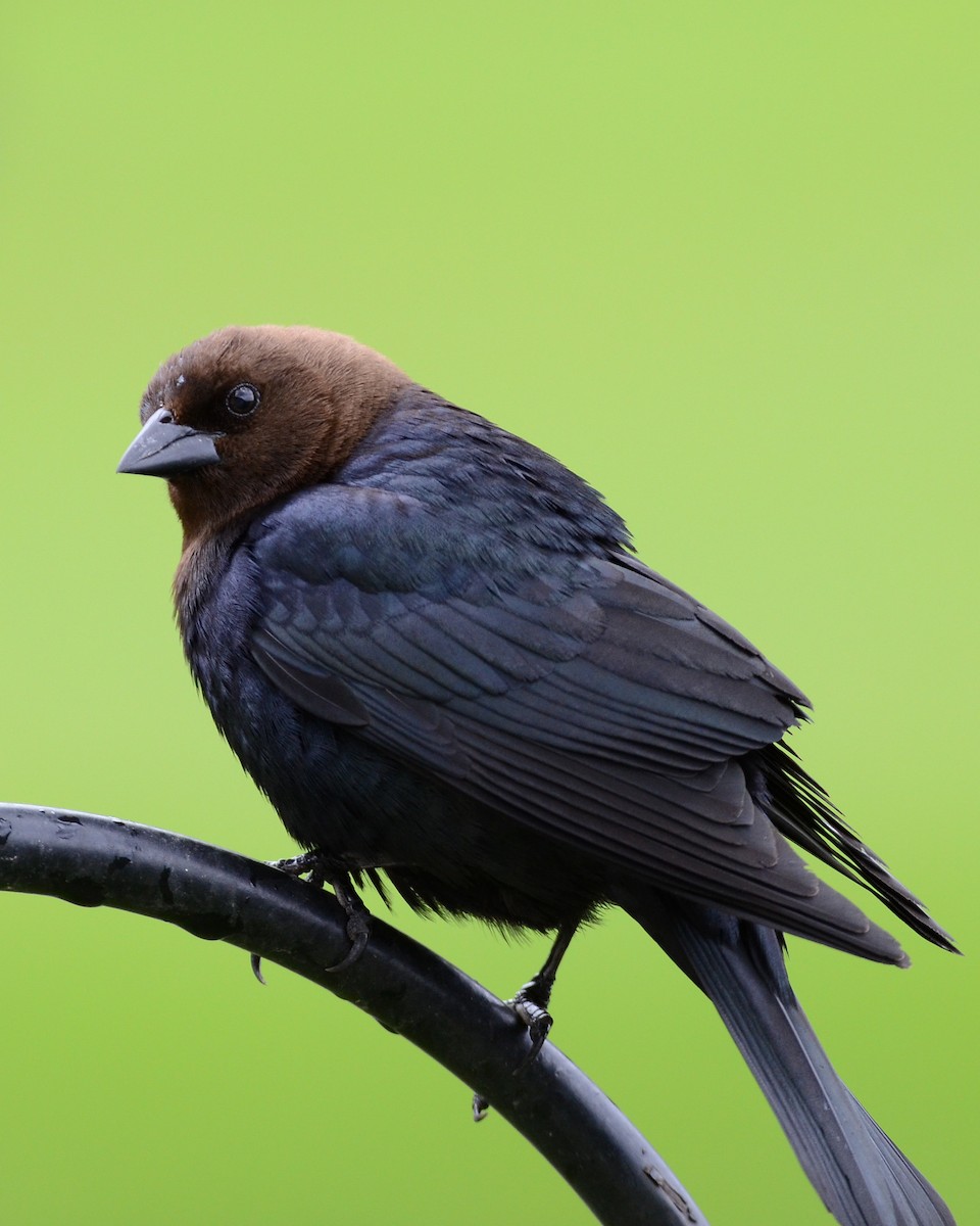 Brown-headed Cowbird - ML623813590