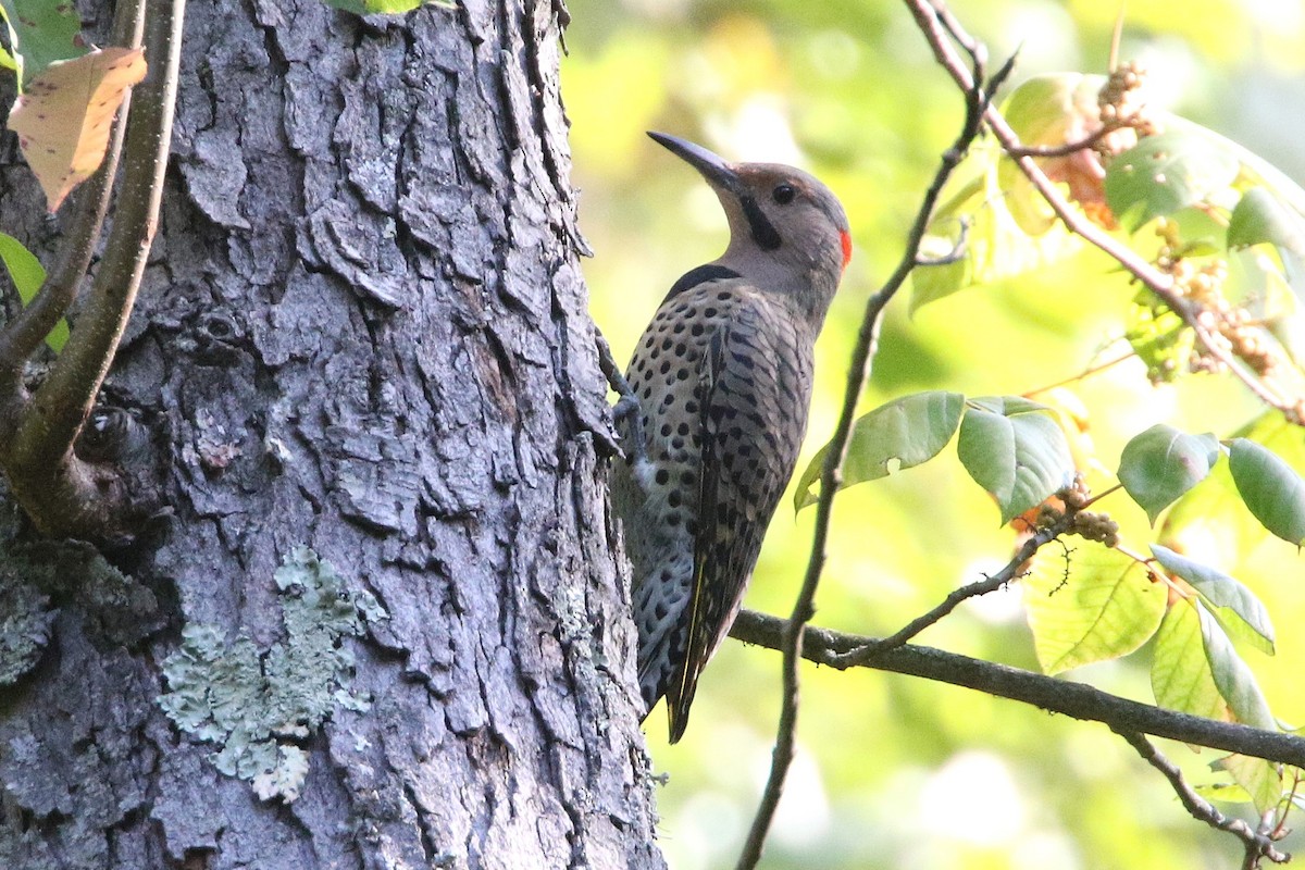 Northern Flicker - ML623813602