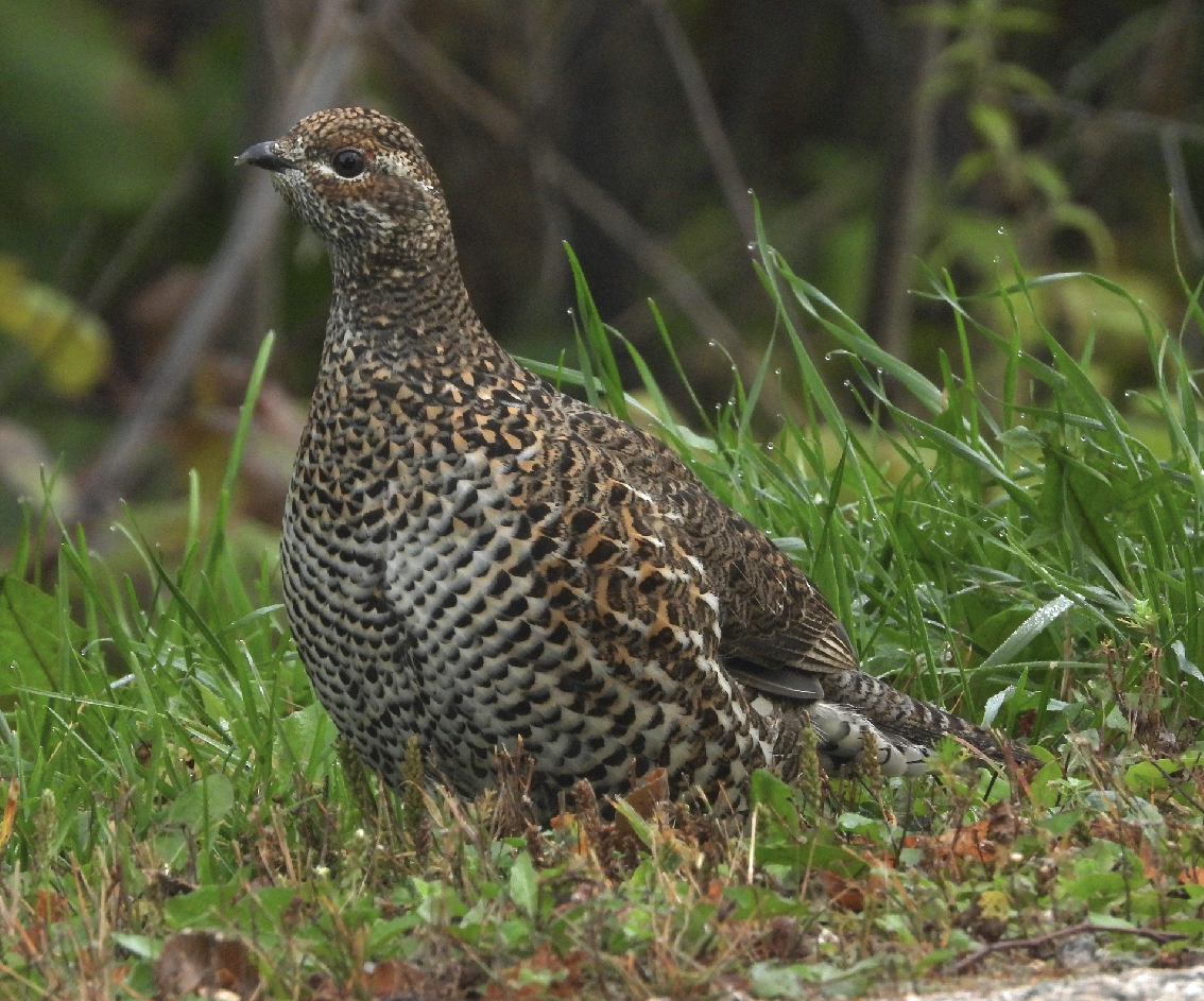 Gallo Canadiense - ML623813615