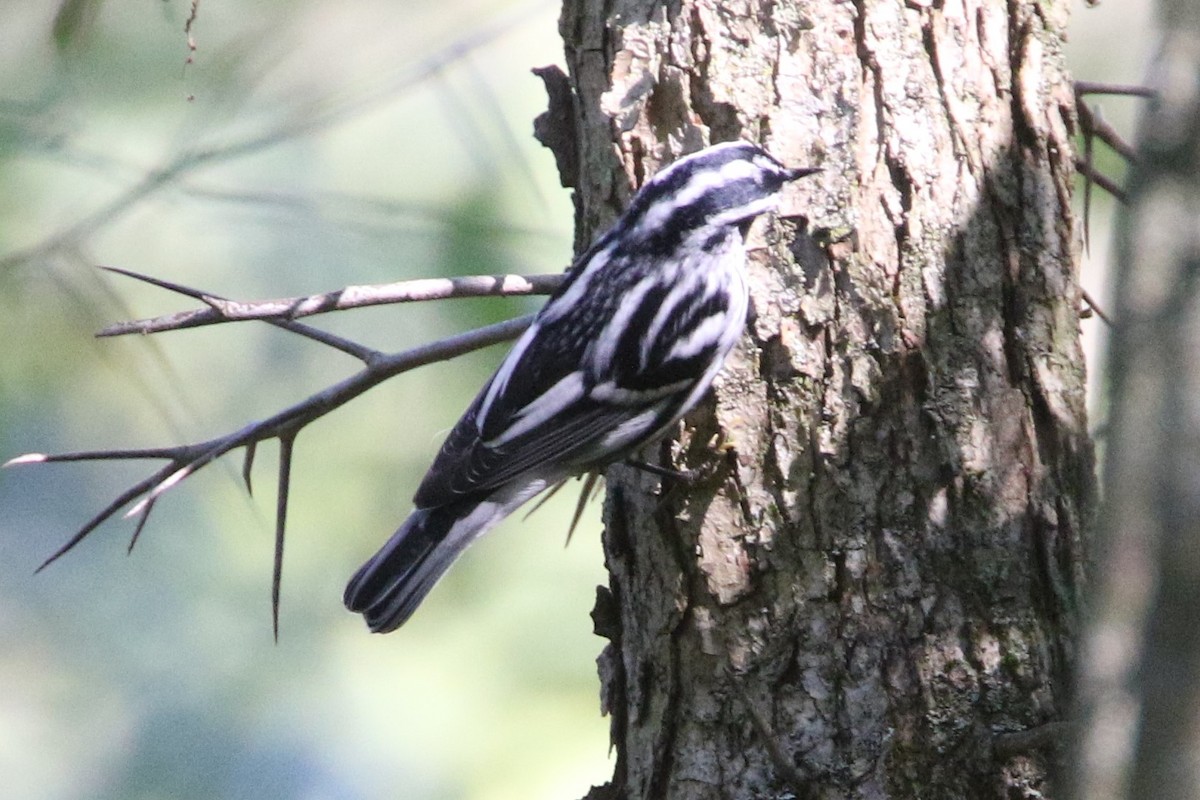 Black-and-white Warbler - ML623813620