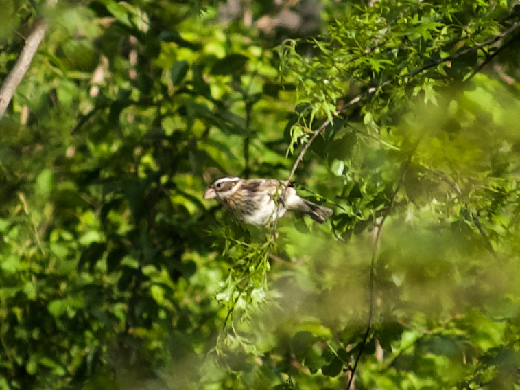 Rose-breasted Grosbeak - ML623813621