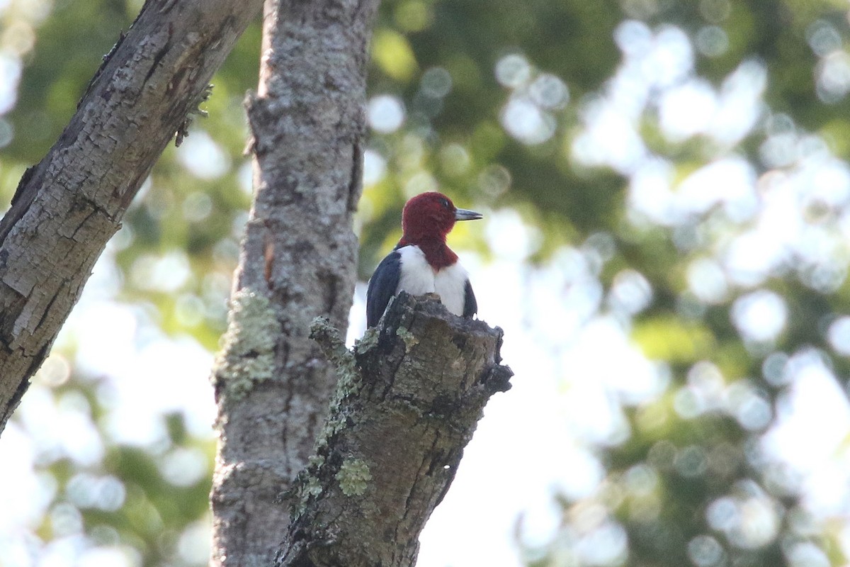 Red-headed Woodpecker - ML623813652