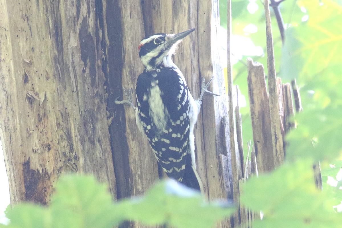 Hairy Woodpecker - ML623813664