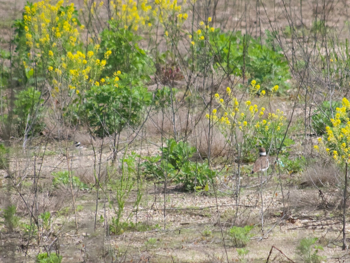 Killdeer - ML623813665