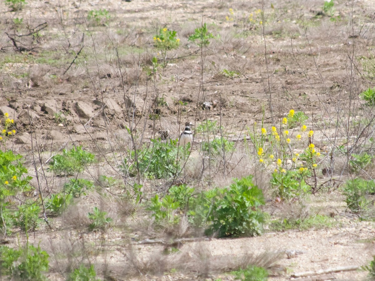 Killdeer - ML623813666