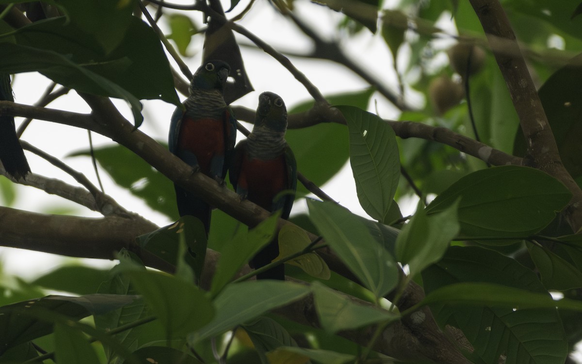 Crimson-bellied Parakeet - ML623813669