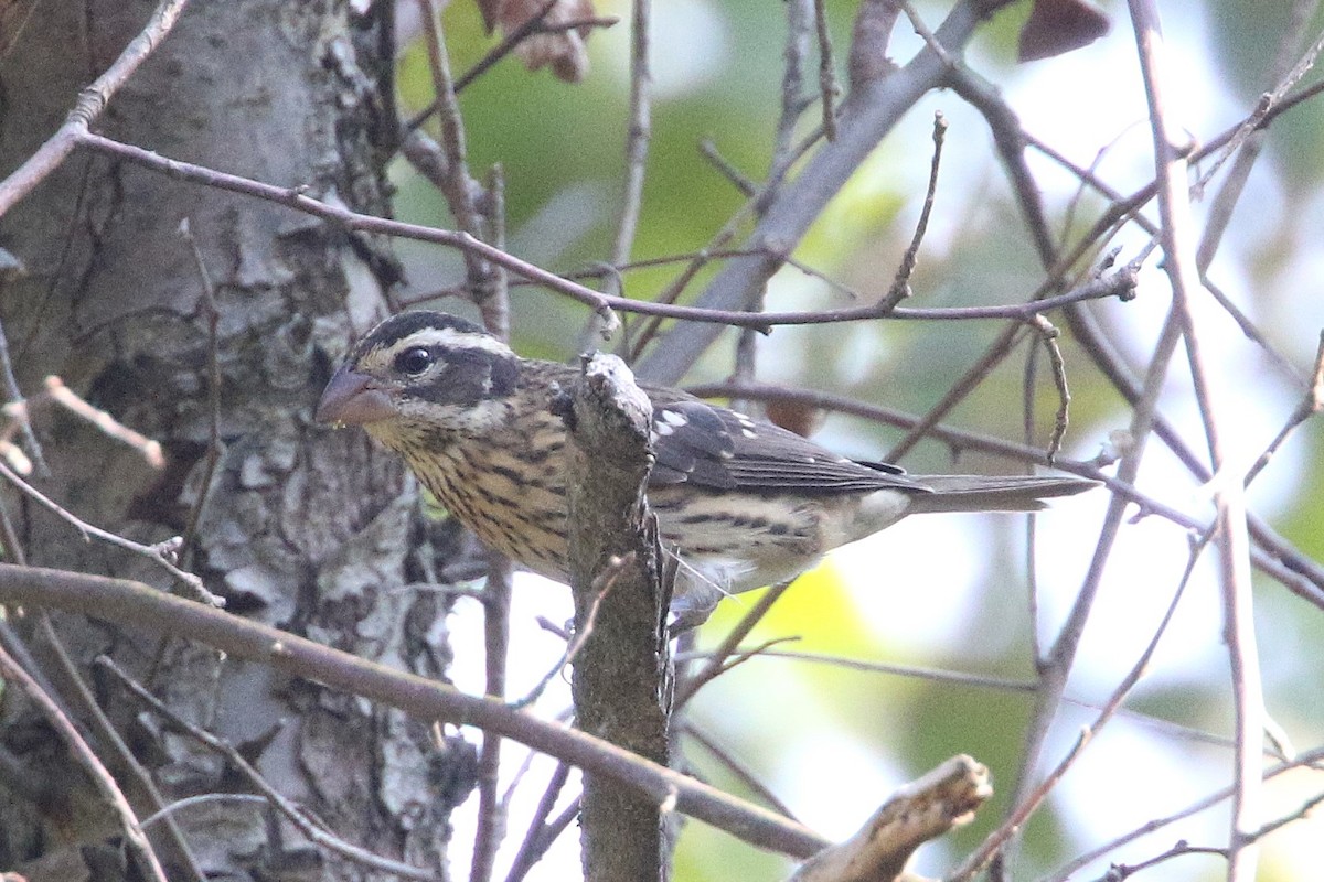 Rose-breasted Grosbeak - ML623813680