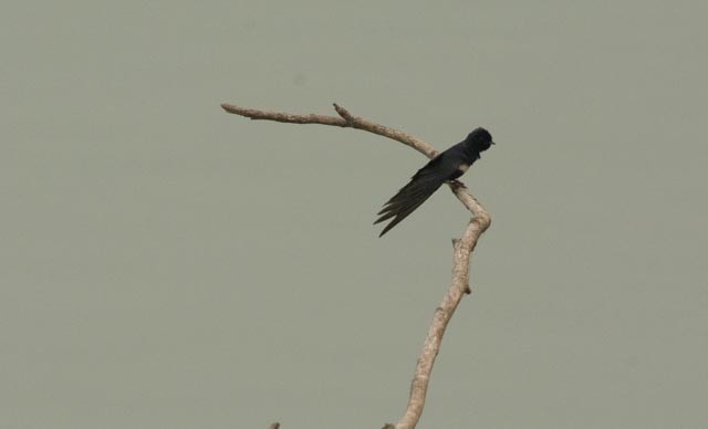 White-banded Swallow - ML623813743