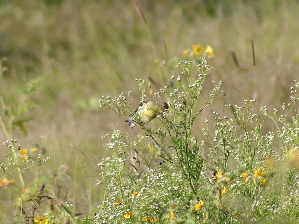 Lesser Goldfinch - ML623813761