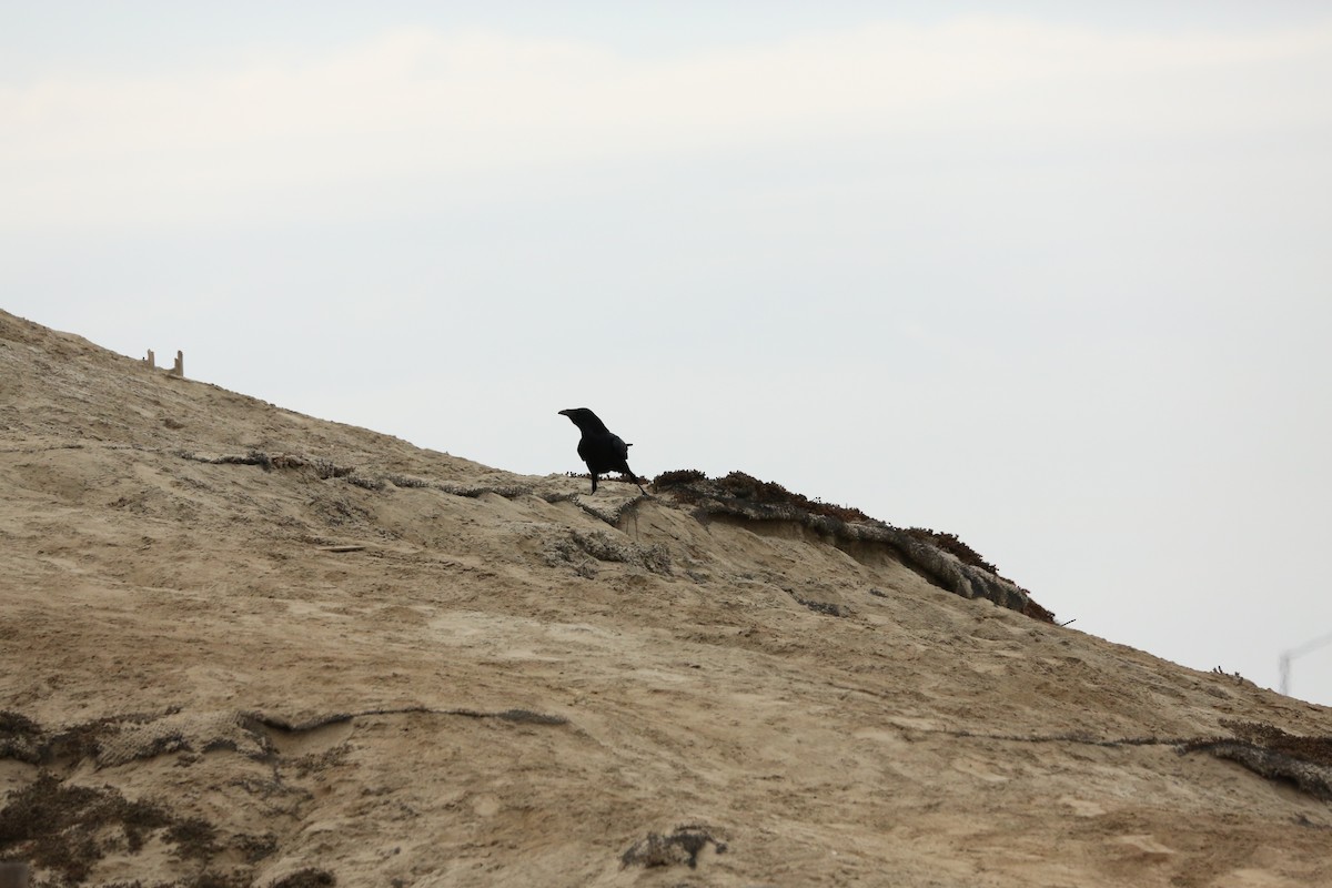 Common Raven - ML623813780