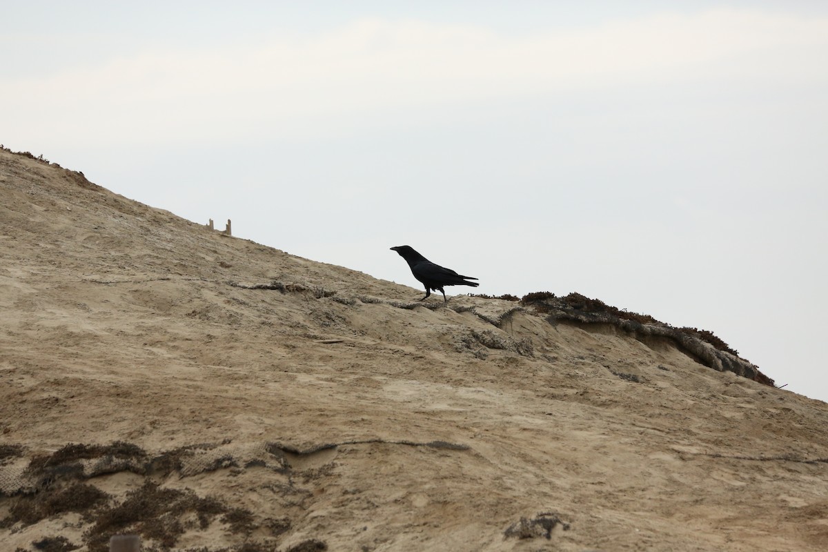 Common Raven - ML623813781