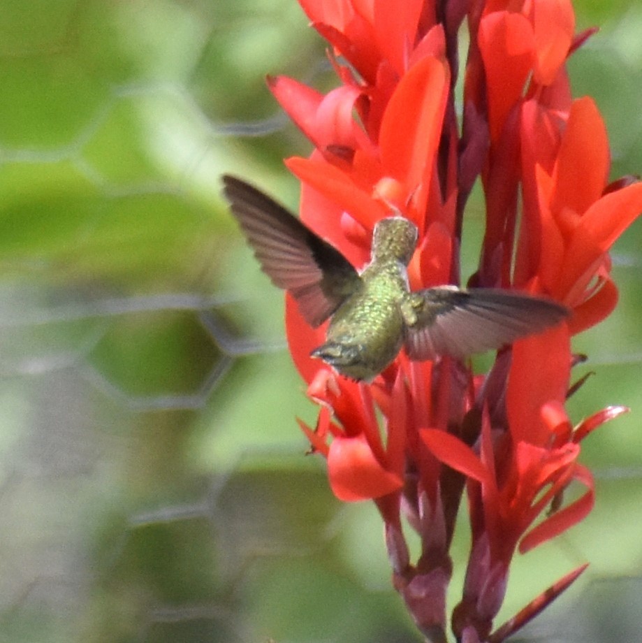 Ruby-throated Hummingbird - Jim Wilkinson