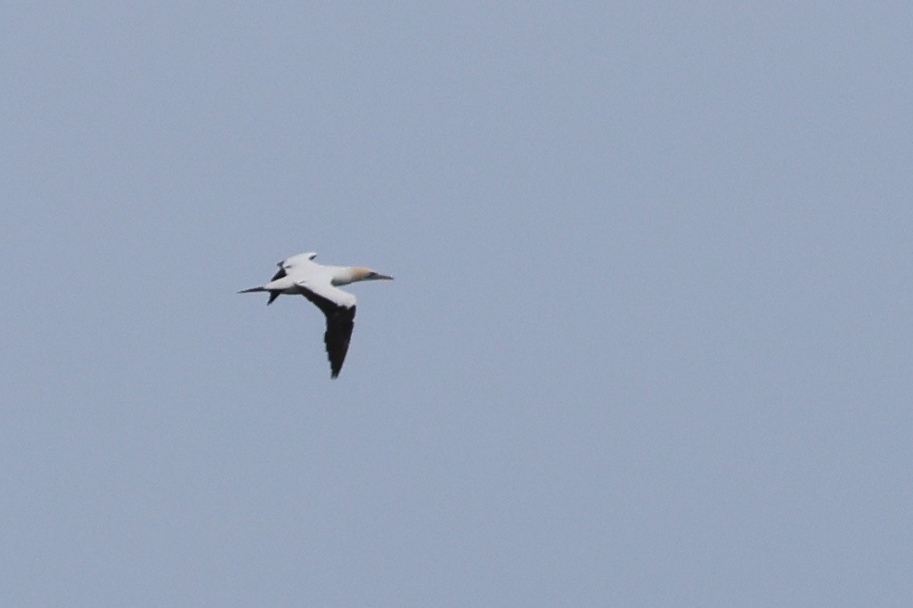 Cape Gannet - ML623813852