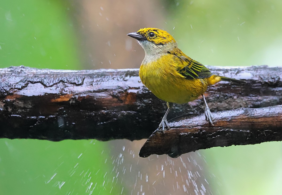 Silver-throated Tanager - ML623813899