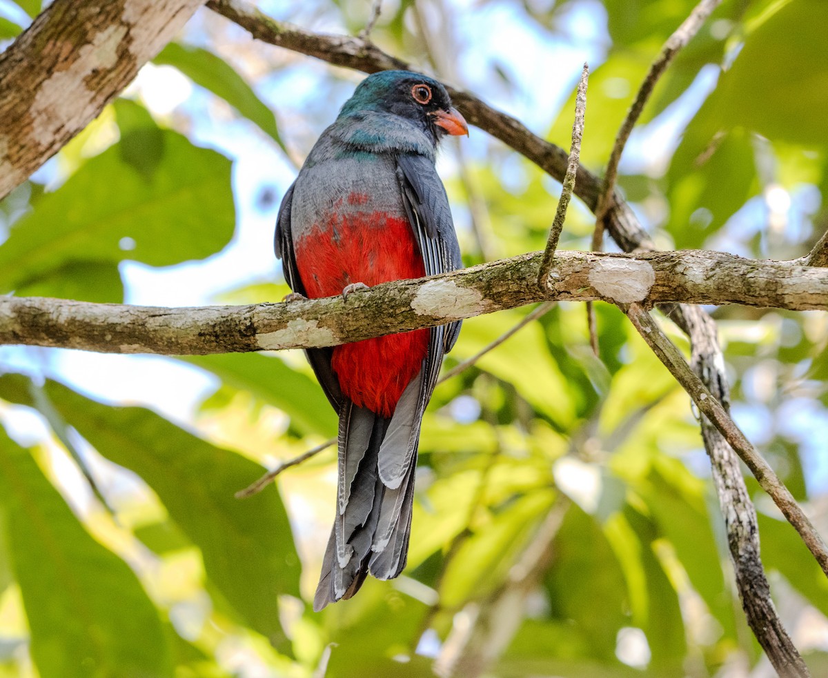 Slaty-tailed Trogon - ML623813920