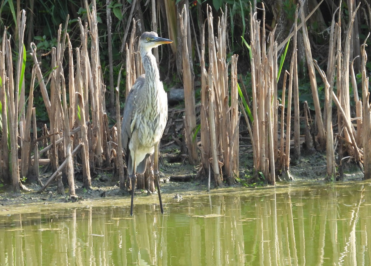 Great Blue Heron - ML623813937