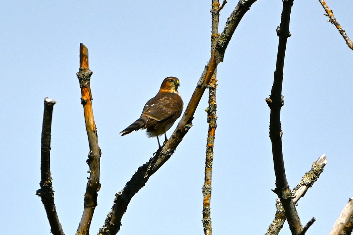 Sharp-shinned Hawk - ML623813938