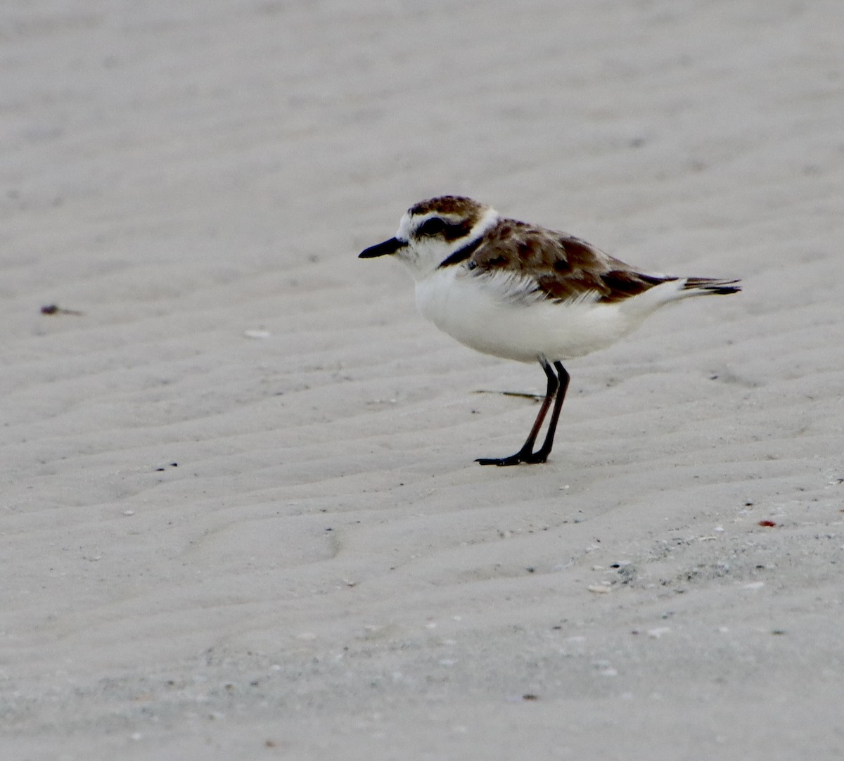 Snowy Plover - ML623813939