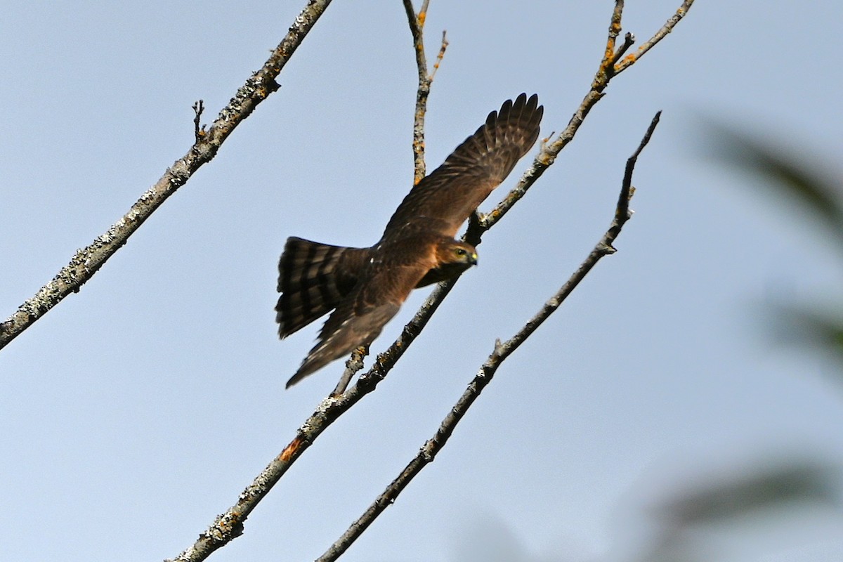 Sharp-shinned Hawk - ML623813942