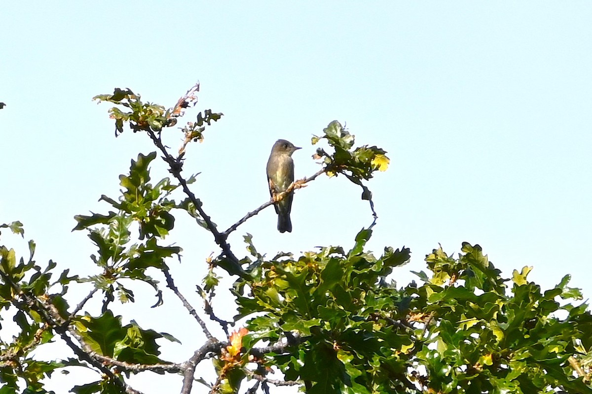 Western Wood-Pewee - ML623813948