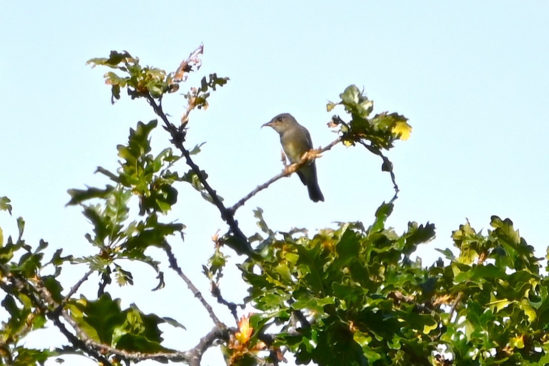 Western Wood-Pewee - ML623813950