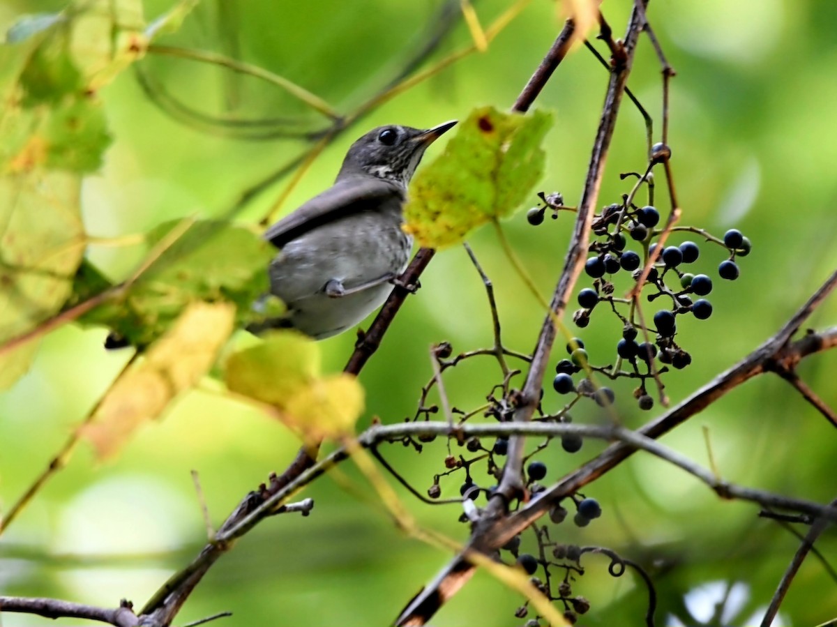 Gray-cheeked Thrush - ML623813956