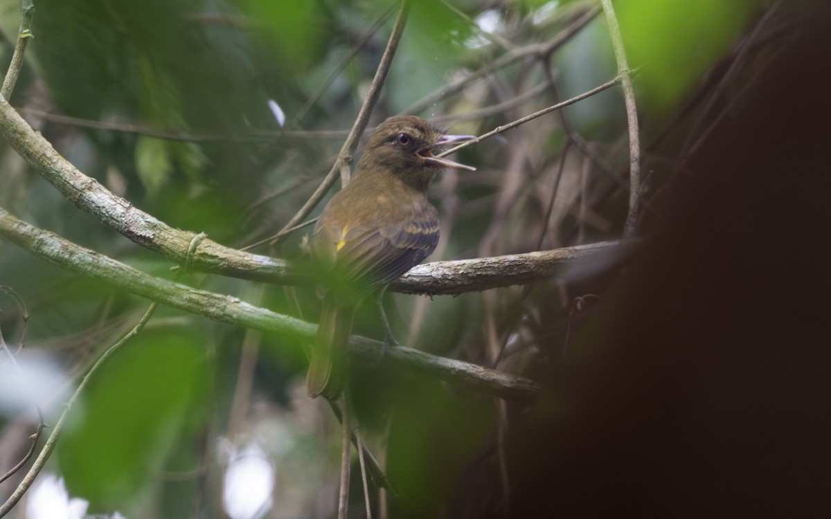 Bright-rumped Attila - ML623814006