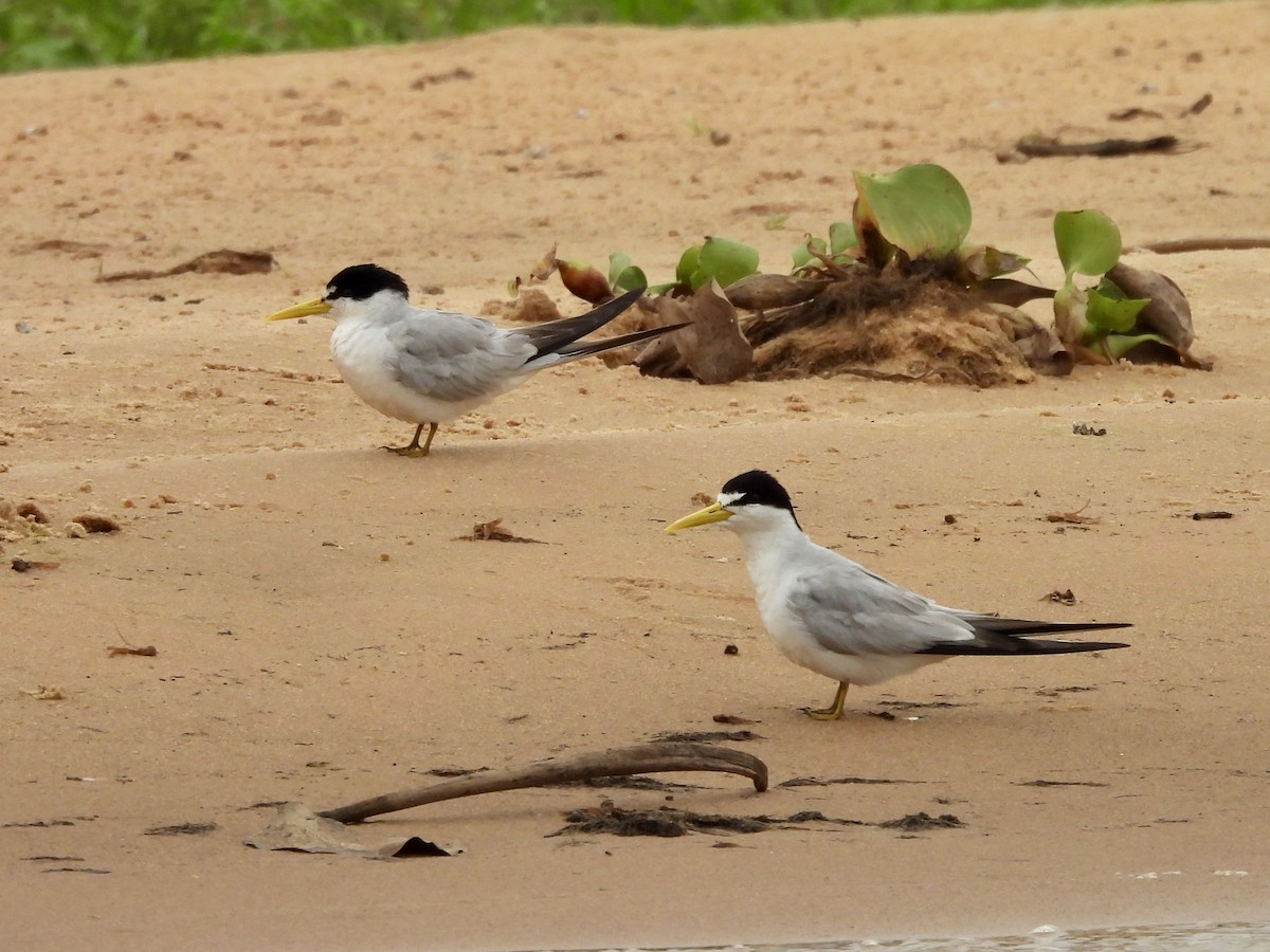 Yellow-billed Tern - ML623814016