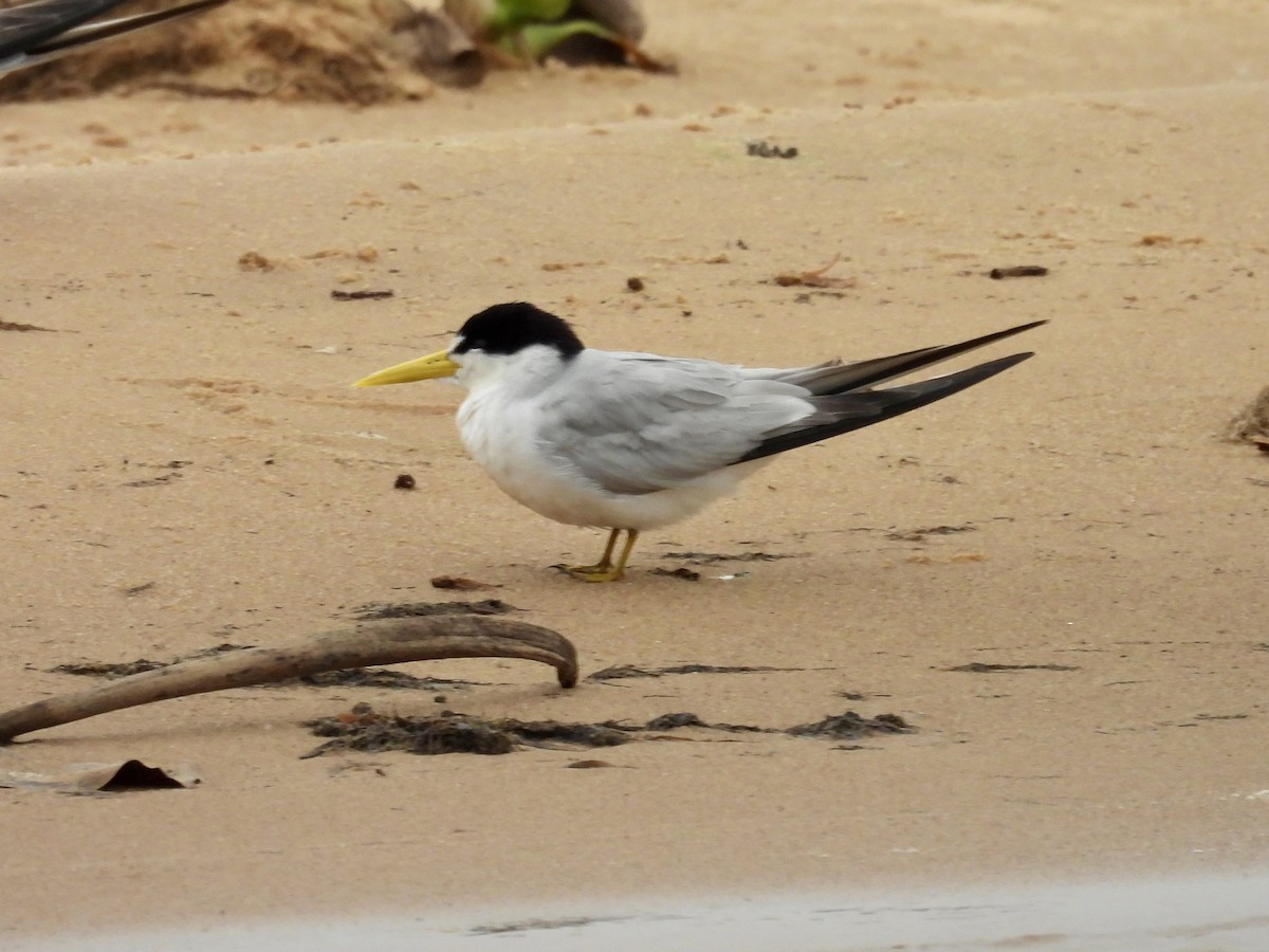 Yellow-billed Tern - ML623814017