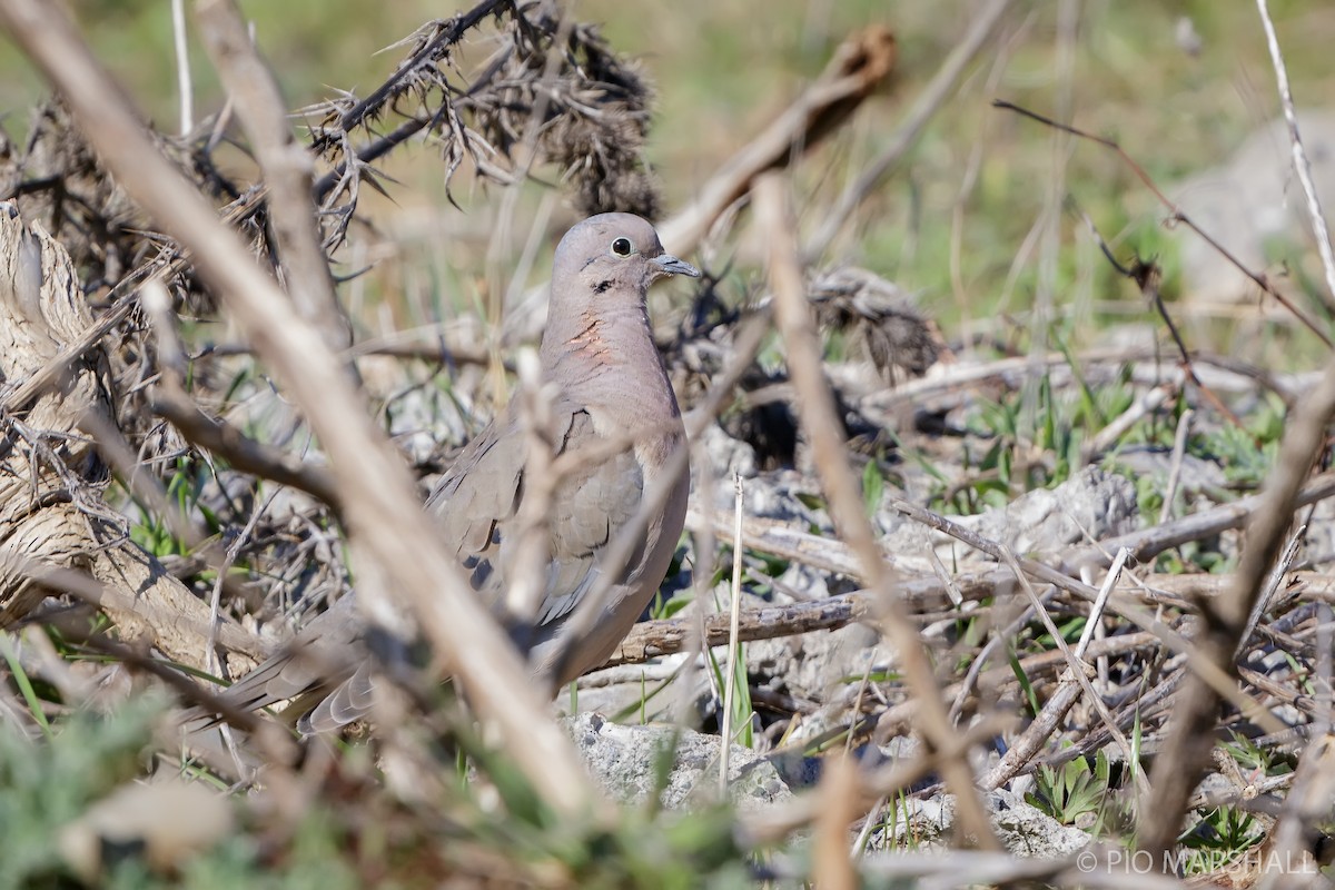 Eared Dove - ML623814021