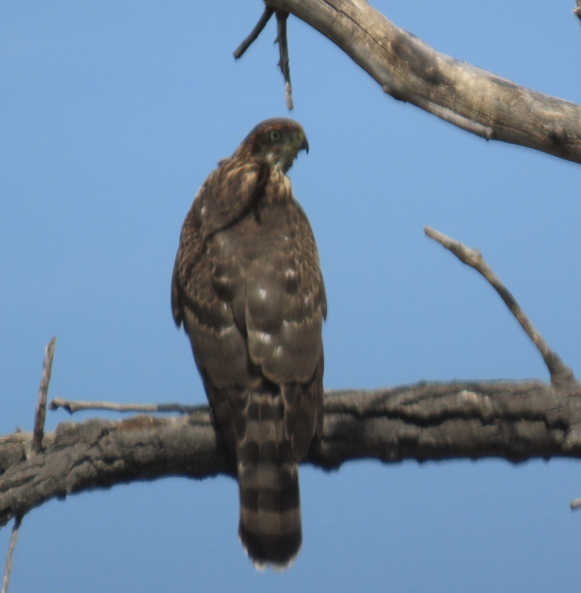 Cooper's Hawk - ML623814022