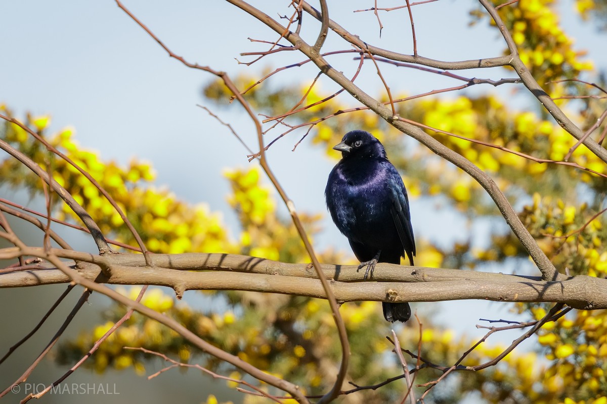 Shiny Cowbird - ML623814034