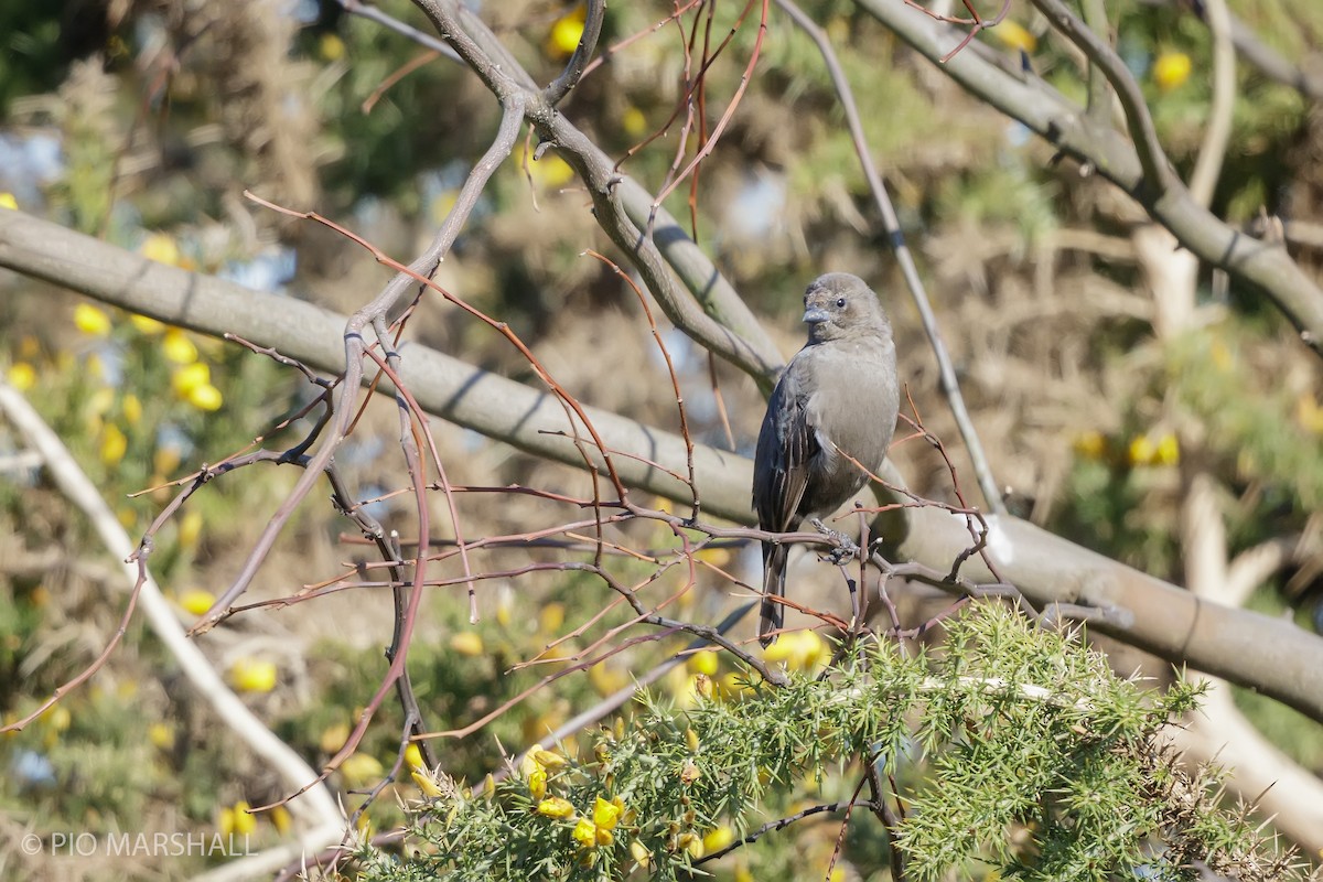 Shiny Cowbird - ML623814035