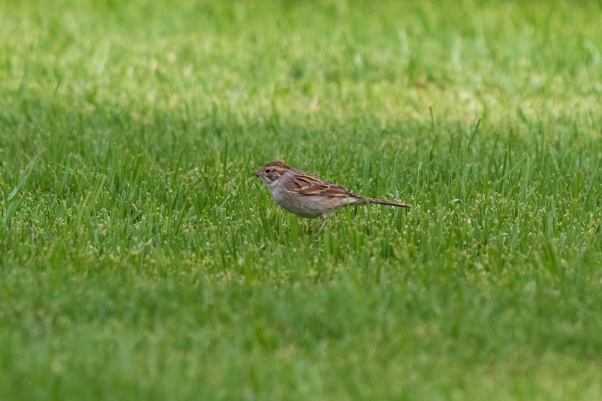 Clay-colored Sparrow - ML623814038