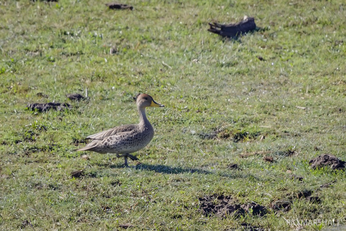 Yellow-billed Pintail - ML623814049