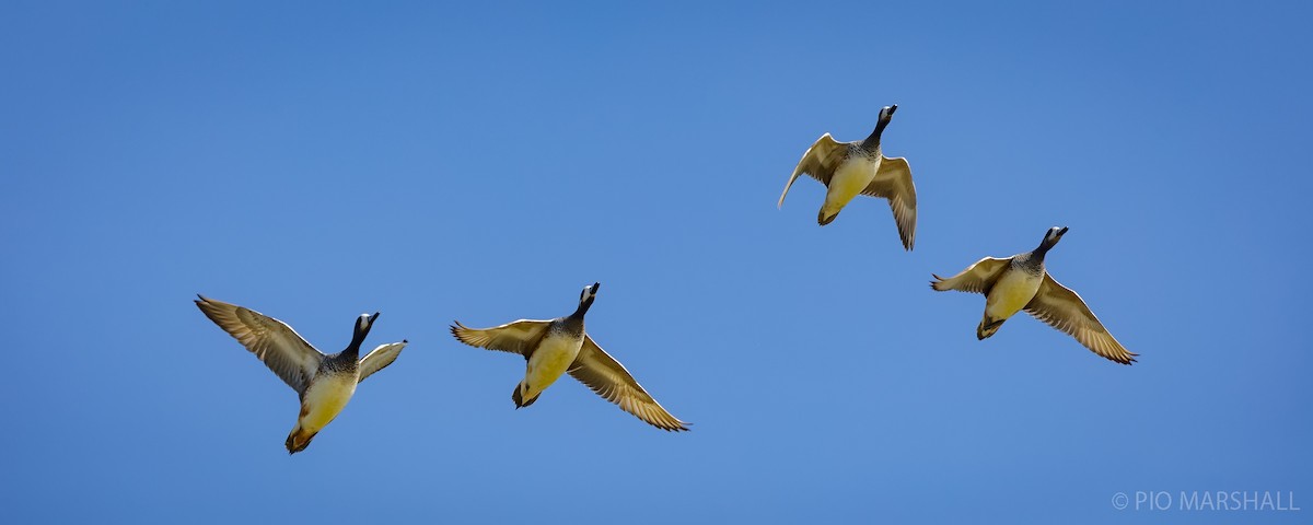 Chiloe Wigeon - ML623814064
