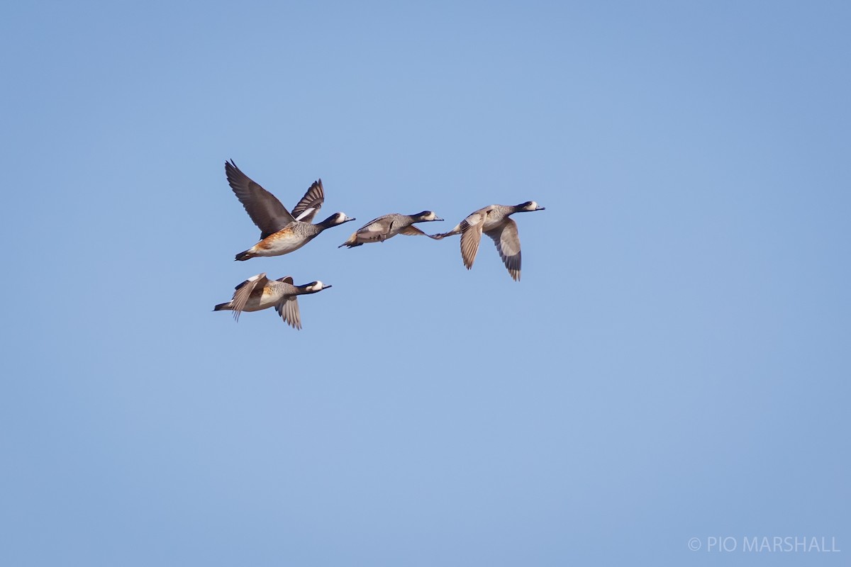 Chiloe Wigeon - ML623814065