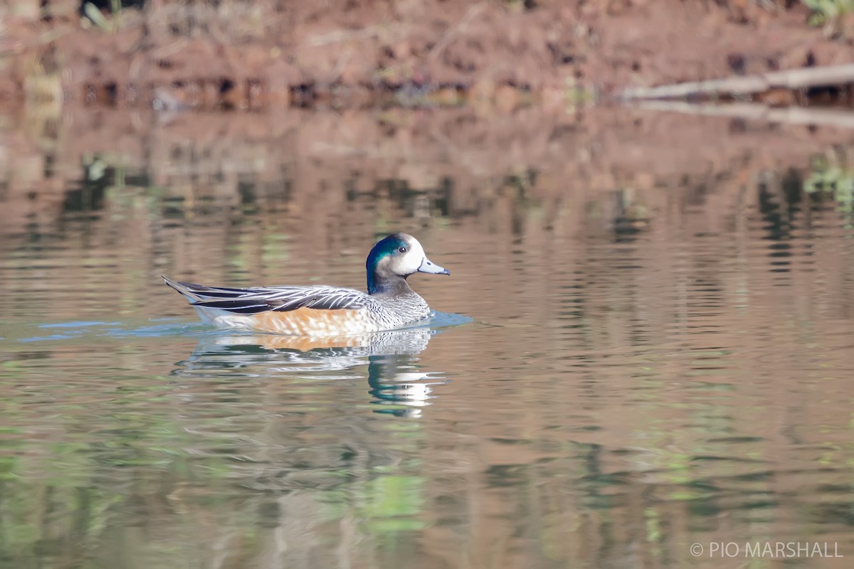 Chiloe Wigeon - ML623814066