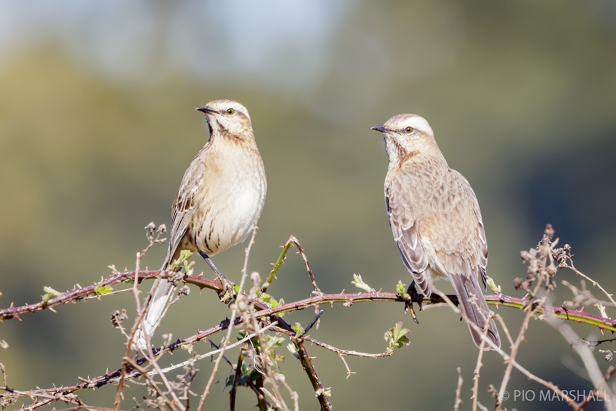 Chilean Mockingbird - ML623814131