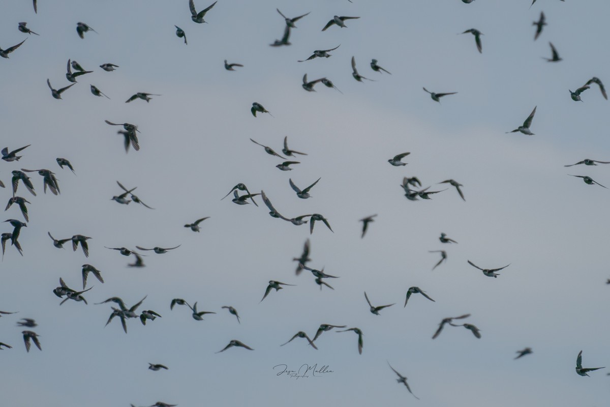 Ağaç Kırlangıcı - ML623814149