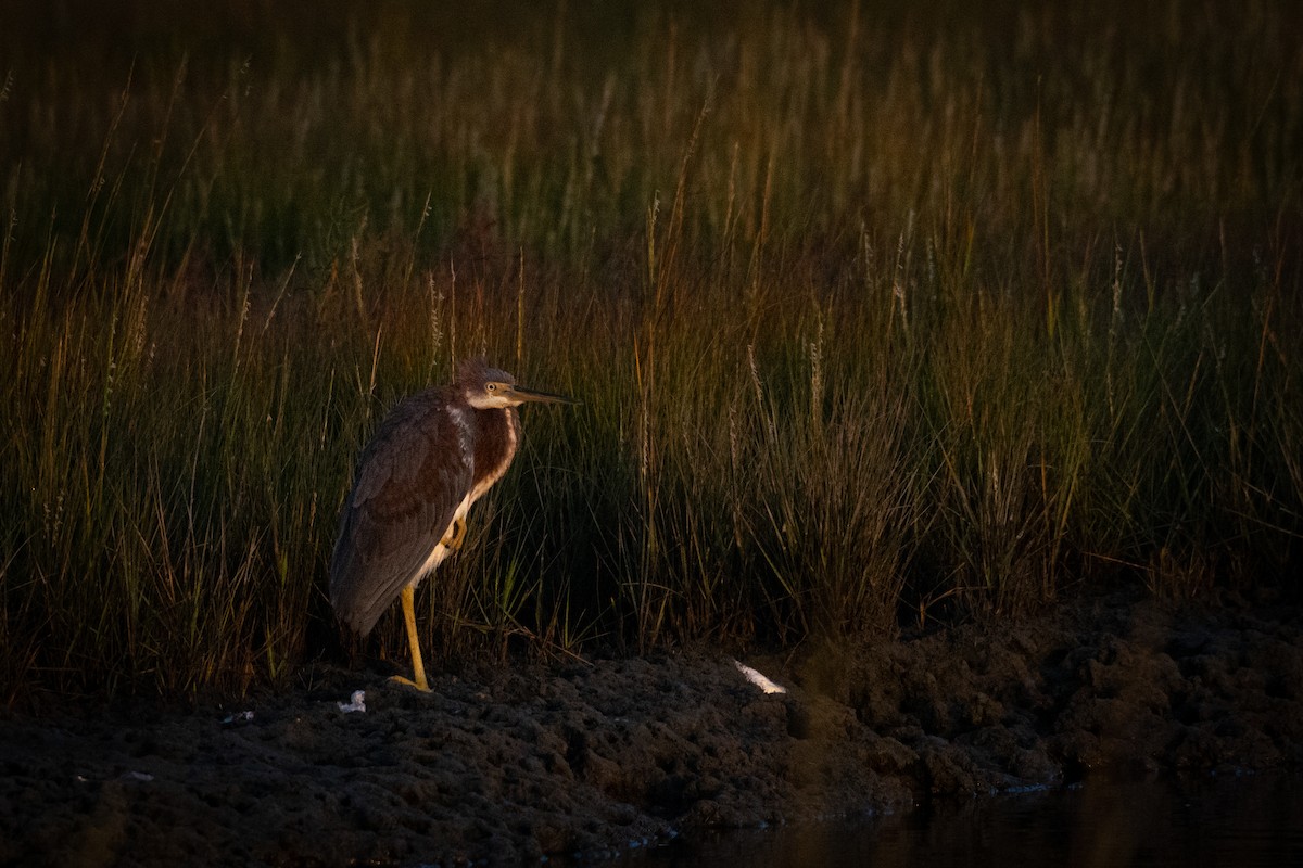 Amerika Gri Balıkçılı - ML623814210