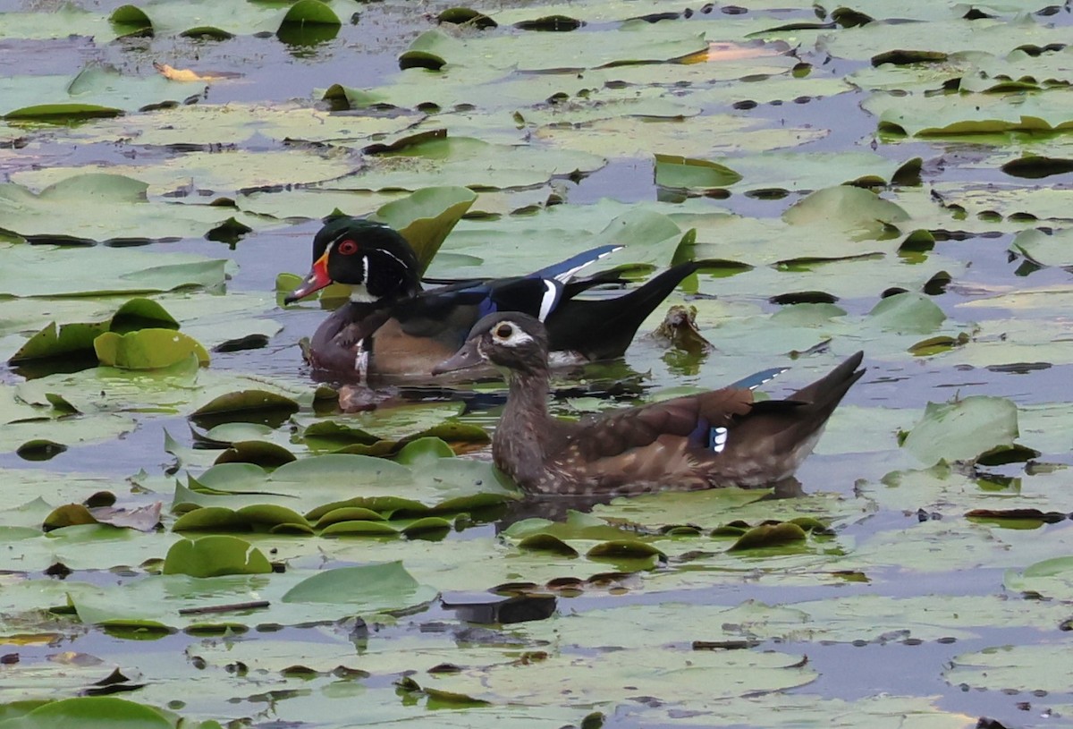 Wood Duck - ML623814222