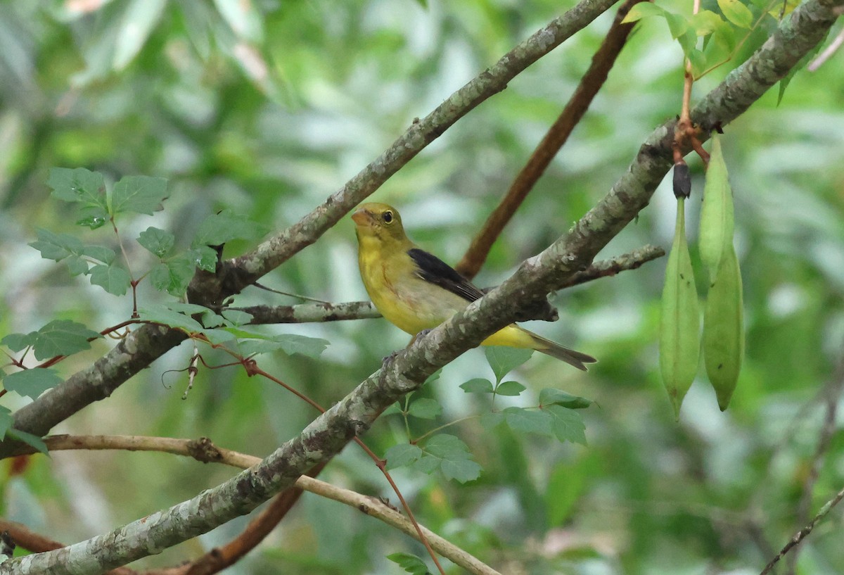 Scarlet Tanager - Duncan  Fraser