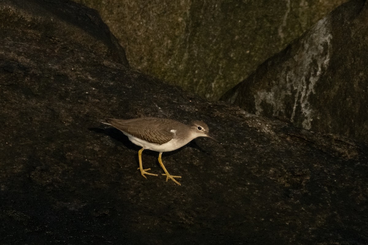 Benekli Düdükçün - ML623814233