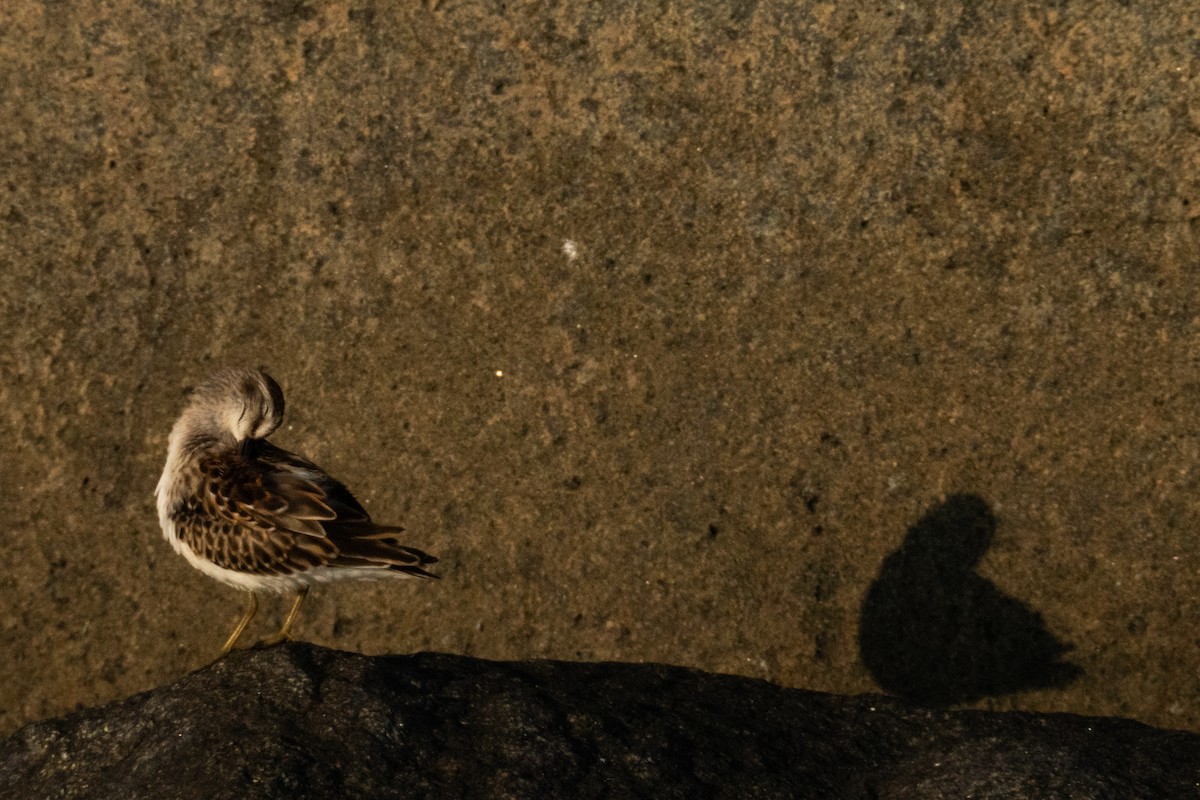 Benekli Düdükçün - ML623814234