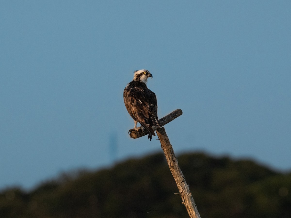 Balık Kartalı - ML623814253