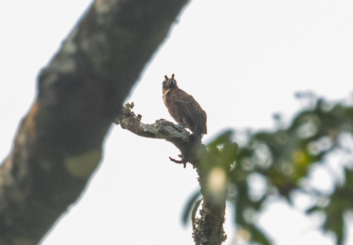 Gray-throated Barbet - ML623814302